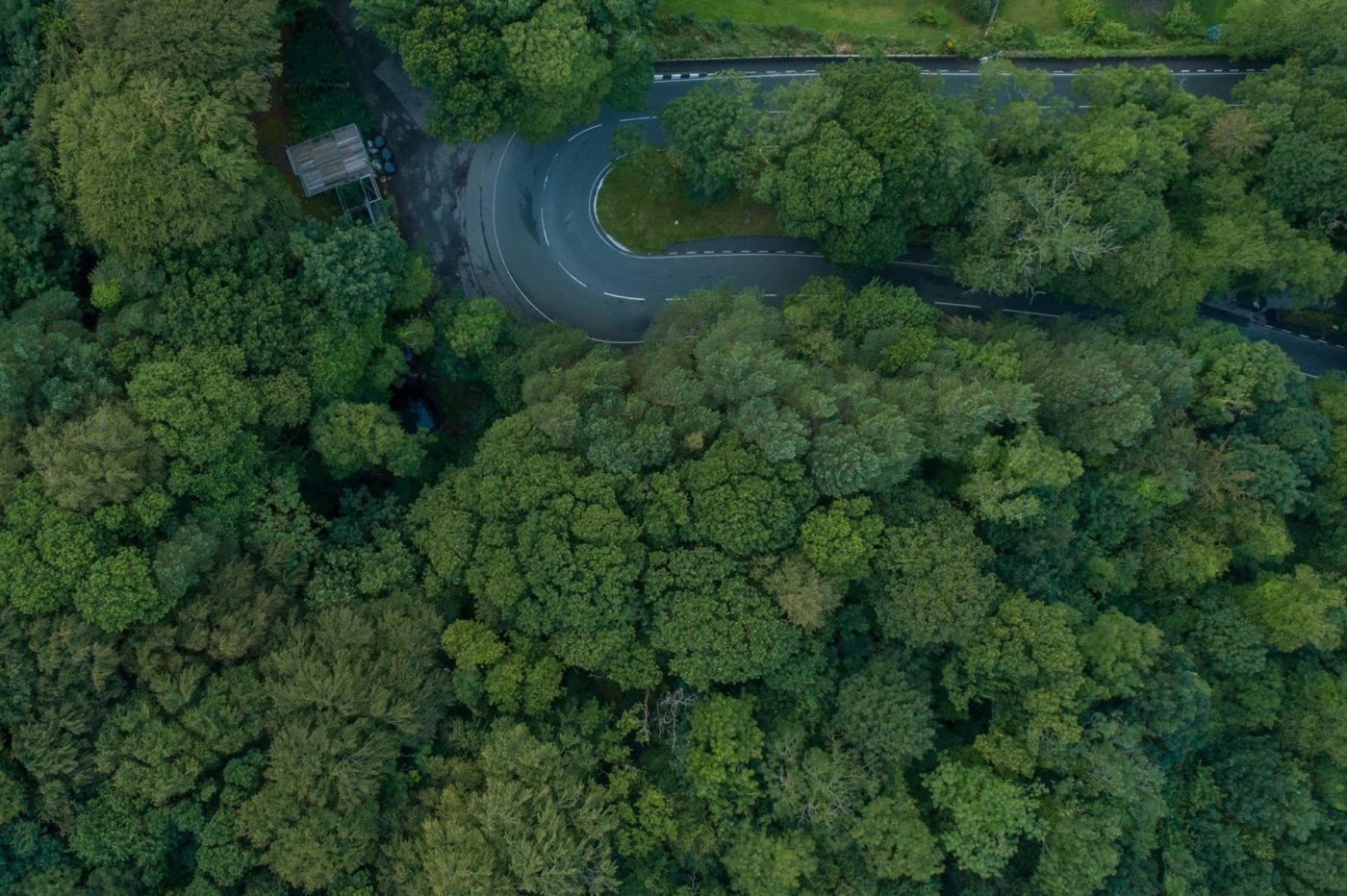 road-forest